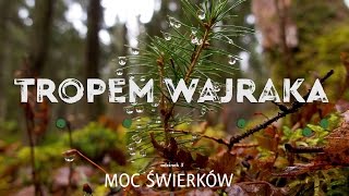 Tropem Wajraka  Moc Świerków  Spruce Power [upl. by Farly516]