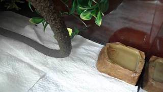 how to teach your crested gecko to drink from a water dish [upl. by Wertheimer]