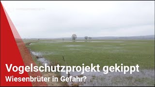 Vogelschutzprojekt gekippt Wiesenbrüter in Gefahr [upl. by Nosreme]