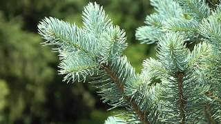 Picea pungens Iseli Fastigiate [upl. by Mallina]