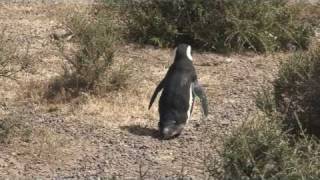 Animals of Patagonia and the Argentine Pampas [upl. by Adena]