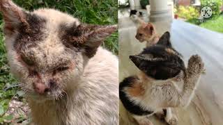 Scabies in cats and Dogs  Treatment  Dr Shanker Singh [upl. by Faina]