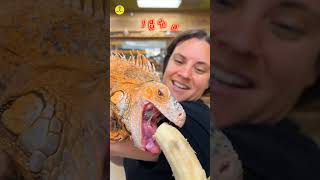 Reptiles skin peeling satisfying shorts facts kimtifacts animals india amazingfacts [upl. by Issie]