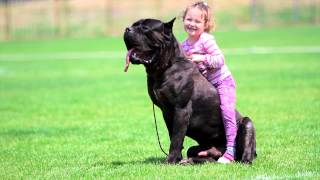 Cane Corso Zeder Sangue Magnifica with kid [upl. by Erolyat]