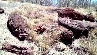 Forêt de l’Étang Salé 🌳 paysages 🌴 trajet de Gros Piton par sentiers vers la Plage d’Étang Salé 🌊 [upl. by Tierza]