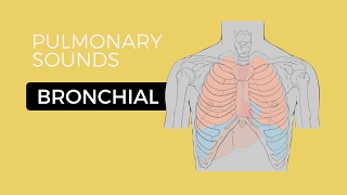 02  Lung Sounds  Bronchial breath sounds [upl. by Alliuqal]