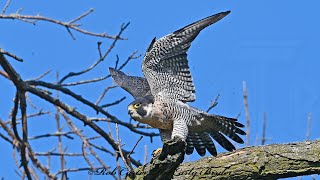 Falco peregrinus PEREGRINE FALCON behavior 3046982 [upl. by Ahtimat]