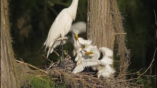 20190427 Great Egret chicks battle over leopard frog [upl. by Malachi]