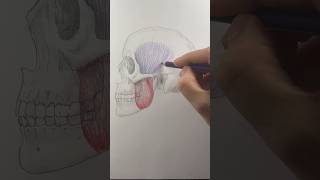 Drawing anatomy the temporalis muscle is need to close your mouth 😶 [upl. by Eirek]