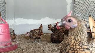 golden sebright bantam chicken ornamental chicken [upl. by Llerdnek67]