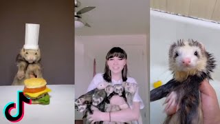 Ferret Dancing I Tiktok Compilation friendlyquest [upl. by Valer891]