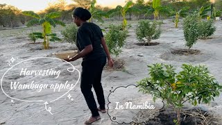 Harvesting our Wambugu Apples in Namibia 🍎🍎 Farm update [upl. by Heinrik]