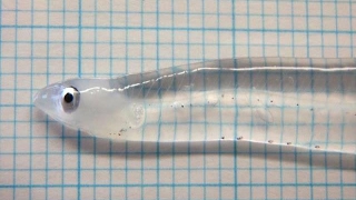 Transparent Fish Leptocephalus [upl. by Stanislaus]