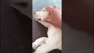 please comment the dog namedog doglover telugu shorts [upl. by Alegnad]