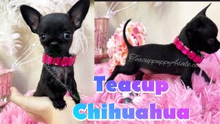 Tiny teacup chihuahua puppy for sale  deerhead Chihuahua for sale in Arizona [upl. by Halima]