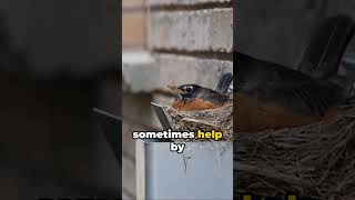 American Robin  Expert Nest Builder Explained in 50 Seconds [upl. by Etiuqram]