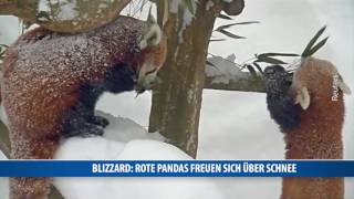 Blizzard Rote Pandas freuen sich über Schnee [upl. by Husha]