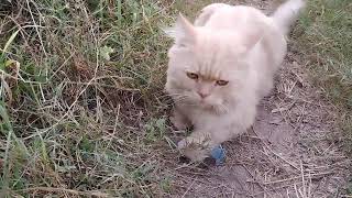 Removing a botfly maggot form little Kittens Nose [upl. by Nickolaus]