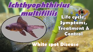 Ichthyophthirius multifiliis Morphology Life cycle Symptoms Treatment and Control Methods [upl. by Durham334]