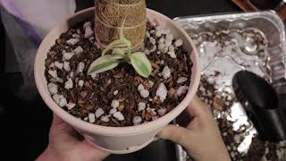 Episode 3 Vanilla Planifolia Variegata Unboxing amp Potting [upl. by Reffinej]