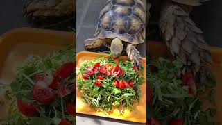 Sulcata tortoise feeding [upl. by Laemaj]