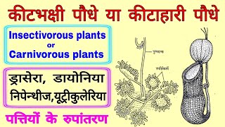 कीटाहारी पौधे कीटभक्षी पौधे के नाम  insectivorous plants carnivorous plants animal eating plants [upl. by Hizar]