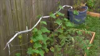 Tree Branch Cucumber Trellis OR The Easiest Trellis you can make [upl. by Analos]