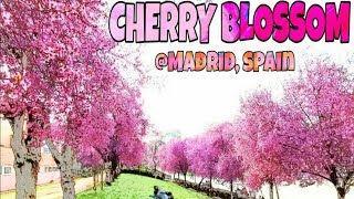 Cherry blossom in Madrid Spain  Sakura en Madrid [upl. by Nydia]