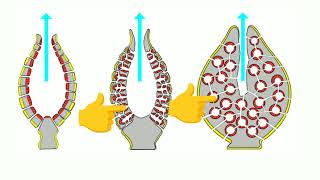 Porifera  Poriferans  Sponges  General character of porifera  canal system  spicules  Class 11 [upl. by Lord]