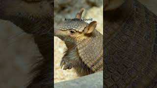 Armadillo’s sound armadillo soundofnature mamals animals wikipedia shortsfeed shortvideo [upl. by Ozne]