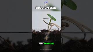 Erodium Seed Drilling Itself facts sciencefacts shorts [upl. by Esilahs]