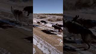 10 dogs 10 miles newhopeseppalas sleddogs strong letsgo gobigorgohome teamwork natute atv [upl. by Dunstan]