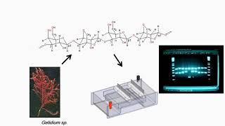 Gel Electrophoresis Preparation and Applications [upl. by Raphaela]