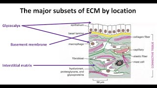 Extracellular Matrix Genin 2020 [upl. by Le339]