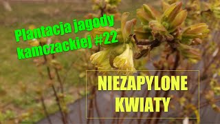 Plantacja jagody kamczackiej 22  Niezapylone kwiaty [upl. by Felicie]