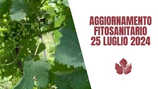 aggiornamento fitosanitario del 24 luglio [upl. by Drofdarb]