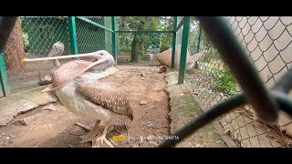 KOKKARE BELLUR BIRD SANCTUARY MADDUR  PELICAN STORK VILLAGE  NATURE PRO  MA PA  30OCT2024 [upl. by Saffier]