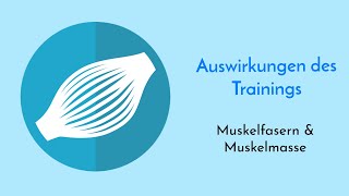 Veränderung der Muskelmasse und Muskelfasertypen durch Ausdauer und Krafttraining einfach erklärt [upl. by Aihsekal922]