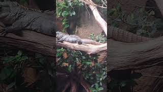 Игуана utilaspiny tailed iguana [upl. by Akena]