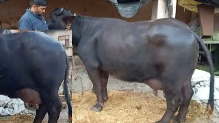 FOR SALE1820kg Milk capacity Murrah Buffalo [upl. by Klehm13]