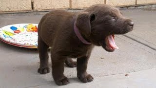 Cute Puppies Howling  GUARANTEED TO MAKE YOUR DOG HOWL 2018 [upl. by Japeth]