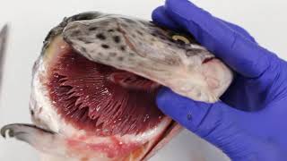 How do fish breathe using gills [upl. by Rothberg]