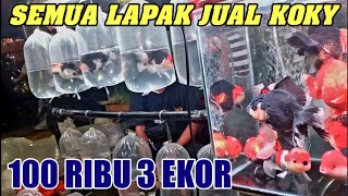 BAWA 20K SUDAH DAPAT MAS KOKI CANTIK AMBIL BANYAK LEBIH MURAH  HARGA IKAN MAS KOKI DI JATINEGARA [upl. by Aitan796]