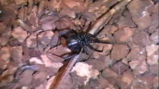 Black Widow Spider Preps a Earthworm to be Eaten [upl. by Enelrihs492]