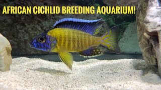 Setting up an AFRICAN CICHLID BREEDING TANK  Build tutorialBlue Neon Cichlids [upl. by Aretta671]