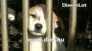 Dierenlot TV spot [upl. by Dlanigger]