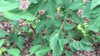 Tomato trial 1  Wood vinegar productivity response [upl. by Argile281]