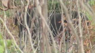 Hunters Point Guide Service 53quot Maine Moose with a Longbow [upl. by Doykos69]