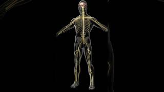 Basics of Peripheral nervous system [upl. by Einnaffit]