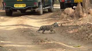 Tiger with 2 month old cubs at Kanha National Park 2018 Copyright 2019 Neemasri Yadav [upl. by Nonie707]